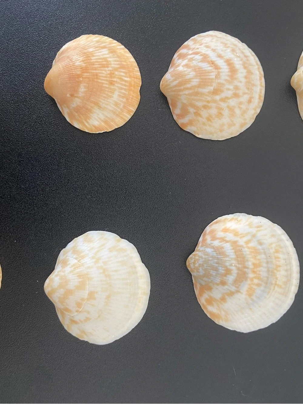 36 Pcs Natural Calico Scallop Seashells Craft Lot Home Decor